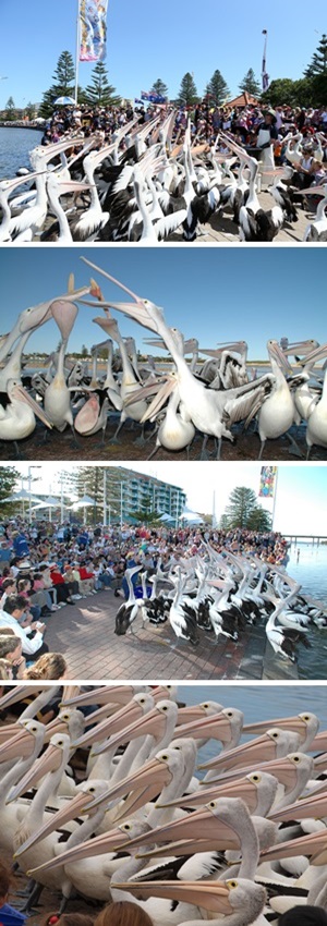 The Entrance Pelican Feeding The Entrance Pelican Feeding