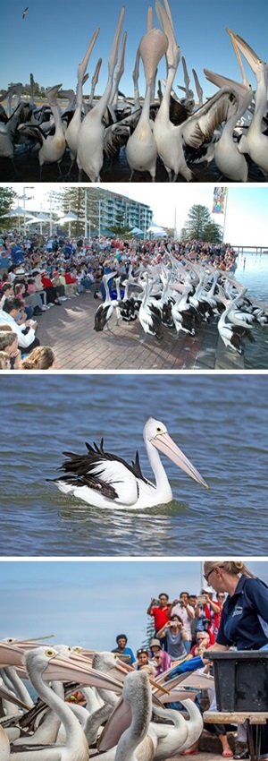 The Entrance Pelican Feeding The Entrance Pelican Feeding