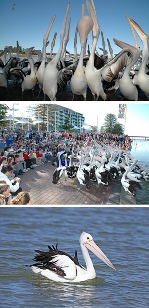 Central Coast Pelican Feeding Central Coast Pelican Feeding
